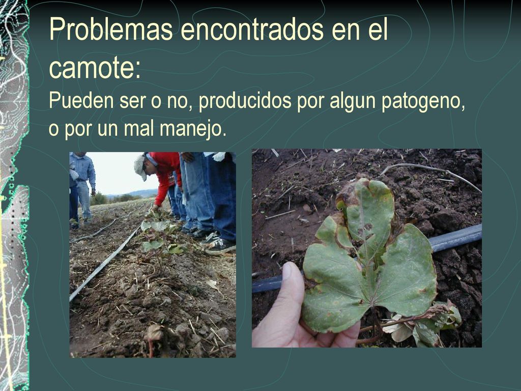 Problemas encontrados en el camote: Pueden ser o no, producidos por algun patogeno, o por un mal manejo.
