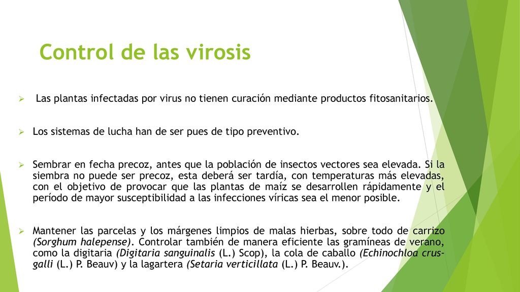 Control de las virosis Las plantas infectadas por virus no tienen curación mediante productos fitosanitarios.