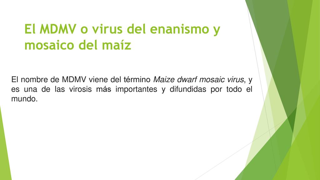 El MDMV o virus del enanismo y mosaico del maíz