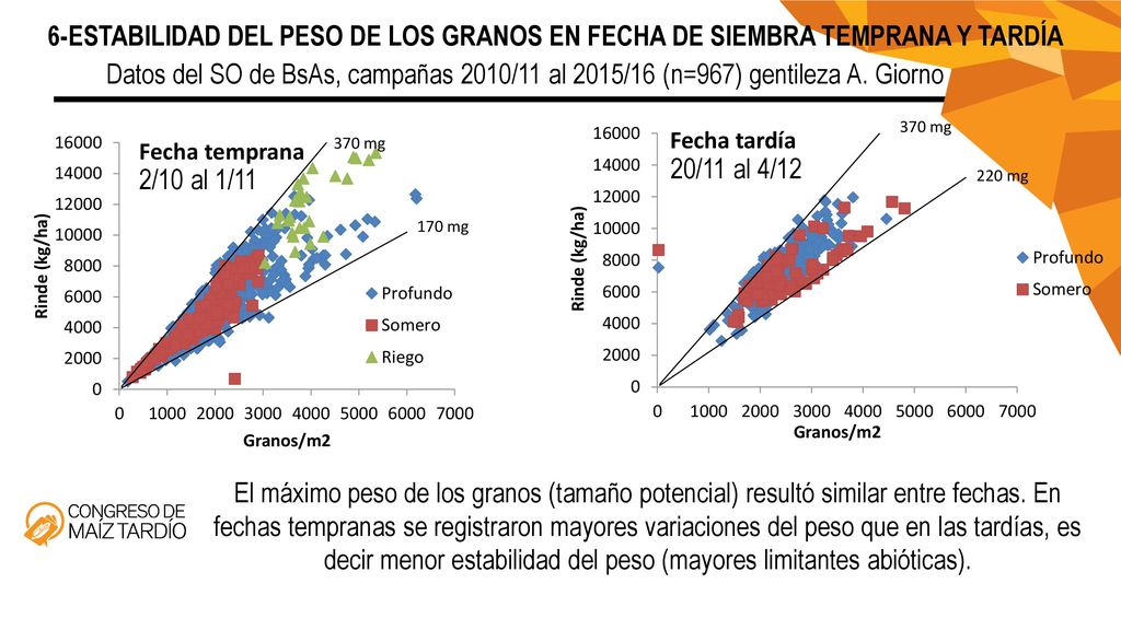6-ESTABILIDAD DEL PESO DE LOS GRANOS EN FECHA DE SIEMBRA TEMPRANA Y TARDÍA
