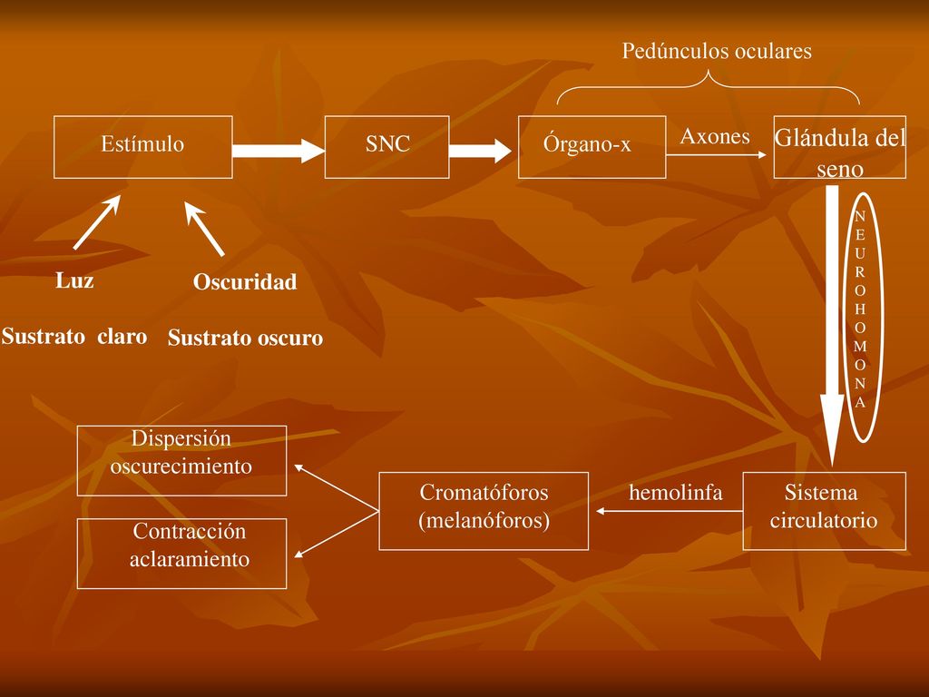 Glándula del seno Pedúnculos oculares Axones Estímulo SNC Órgano-x Luz