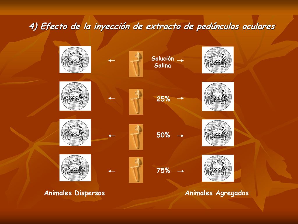 4) Efecto de la inyección de extracto de pedúnculos oculares