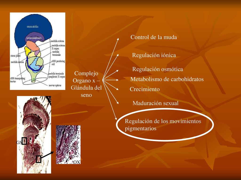 Complejo Organo x – Glándula del seno Metabolismo de carbohidratos