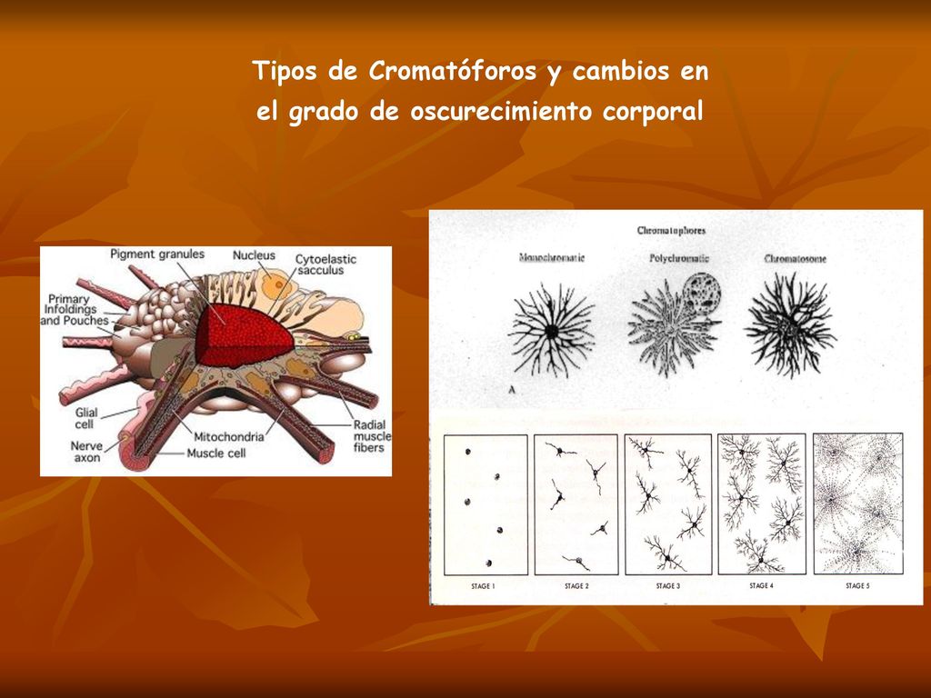 Tipos de Cromatóforos y cambios en el grado de oscurecimiento corporal
