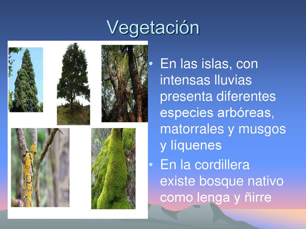 Vegetación En las islas, con intensas lluvias presenta diferentes especies arbóreas, matorrales y musgos y líquenes.