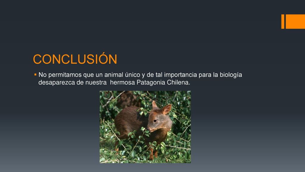 CONCLUSIÓN No permitamos que un animal único y de tal importancia para la biología desaparezca de nuestra hermosa Patagonia Chilena.