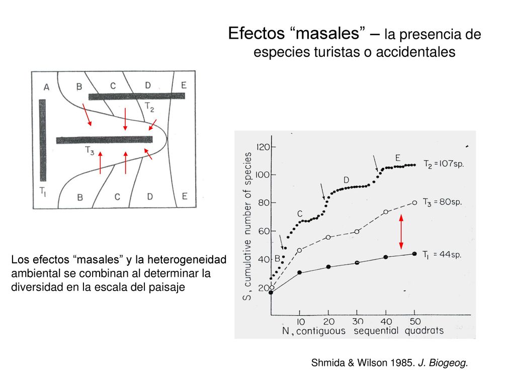 Efectos masales – la presencia de especies turistas o accidentales
