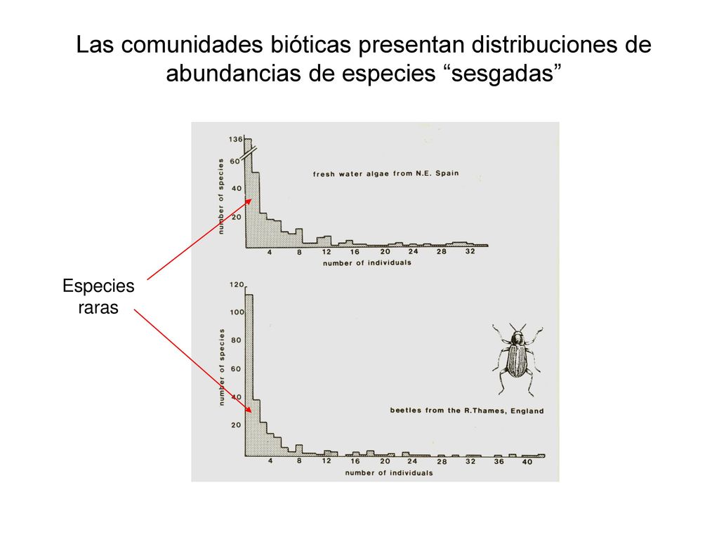 Las comunidades bióticas presentan distribuciones de abundancias de especies sesgadas
