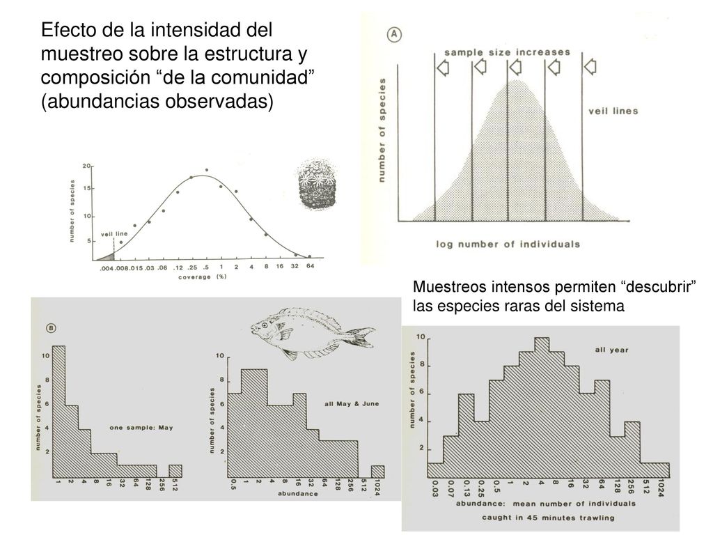 Efecto de la intensidad del muestreo sobre la estructura y composición de la comunidad (abundancias observadas)
