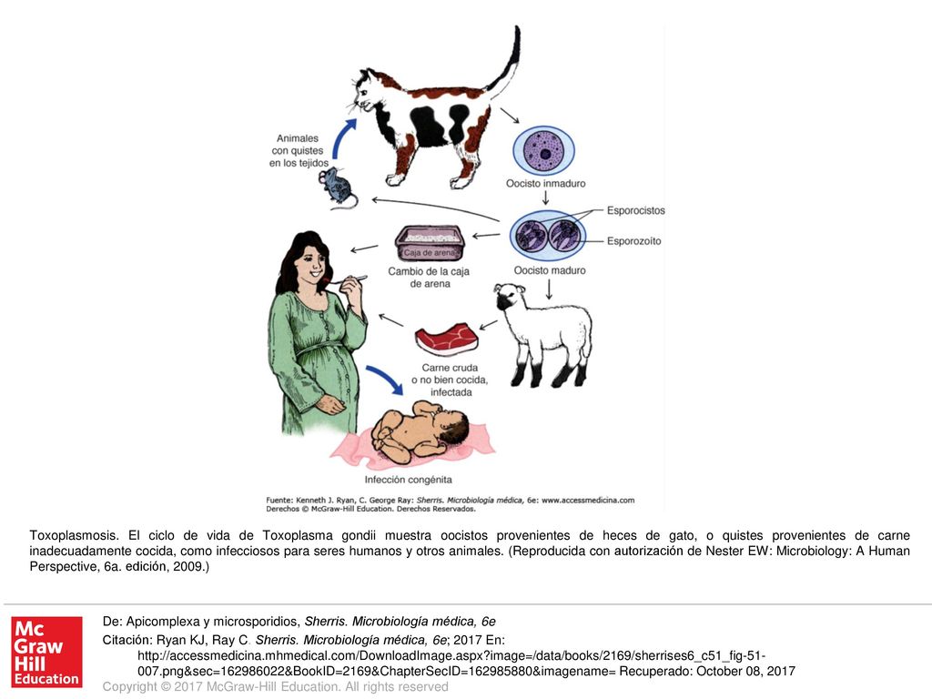 Toxoplasmosis. El ciclo de vida de Toxoplasma gondii muestra oocistos provenientes de heces de gato, o quistes provenientes de carne inadecuadamente cocida, como infecciosos para seres humanos y otros animales. (Reproducida con autorización de Nester EW: Microbiology: A Human Perspective, 6a. edición, 2009.)
