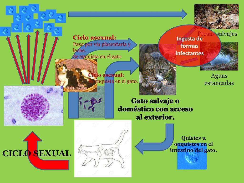 CICLO SEXUAL Gato salvaje o doméstico con acceso al exterior.