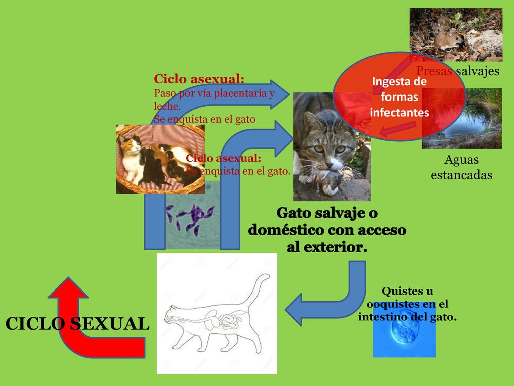 CICLO SEXUAL Gato salvaje o doméstico con acceso al exterior.