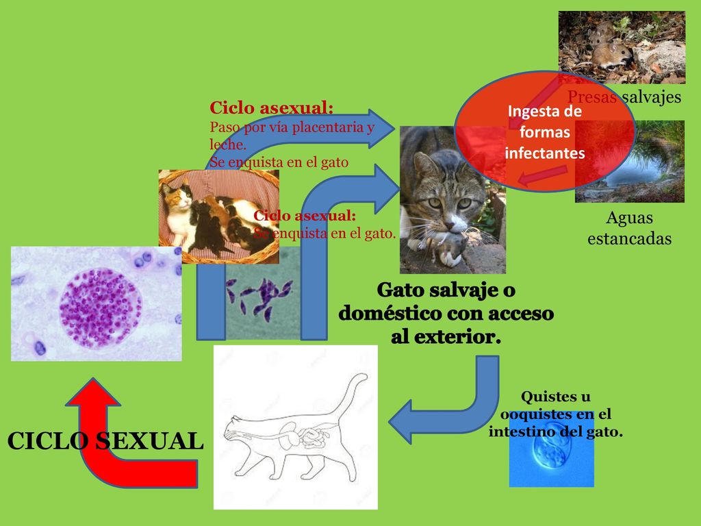 CICLO SEXUAL Gato salvaje o doméstico con acceso al exterior.