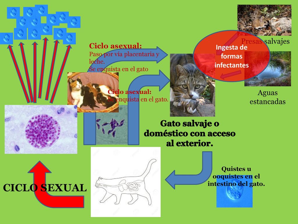 CICLO SEXUAL Gato salvaje o doméstico con acceso al exterior.