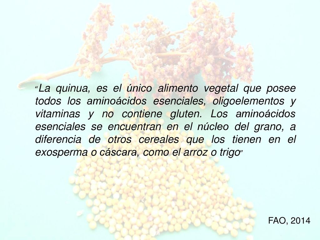 La quinua, es el único alimento vegetal que posee todos los aminoácidos esenciales, oligoelementos y vitaminas y no contiene gluten. Los aminoácidos esenciales se encuentran en el núcleo del grano, a diferencia de otros cereales que los tienen en el exosperma o cáscara, como el arroz o trigo