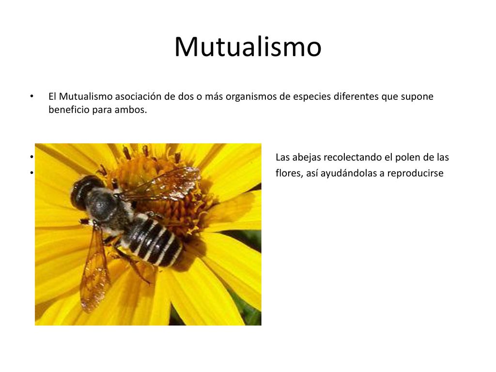 Mutualismo El Mutualismo asociación de dos o más organismos de especies diferentes que supone beneficio para ambos.