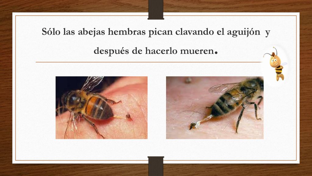 Sólo las abejas hembras pican clavando el aguijón y después de hacerlo mueren.