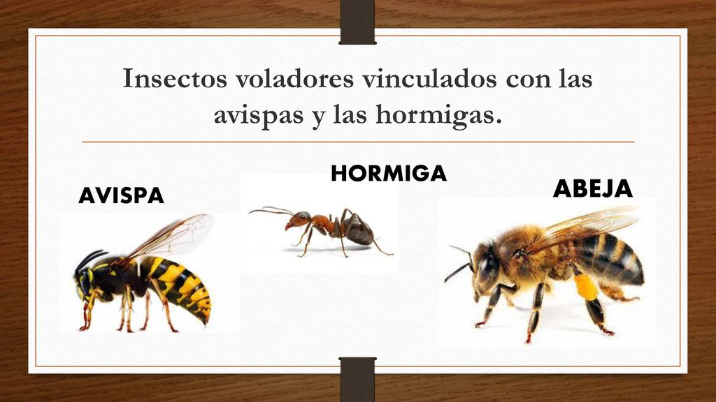 Insectos voladores vinculados con las avispas y las hormigas.