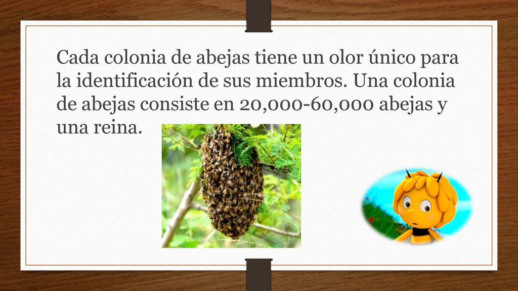 Cada colonia de abejas tiene un olor único para la identificación de sus miembros.