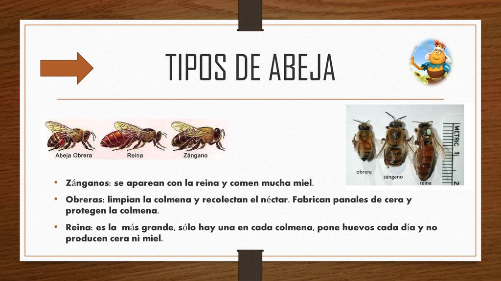 TIPOS DE ABEJA Zánganos: se aparean con la reina y comen mucha miel.