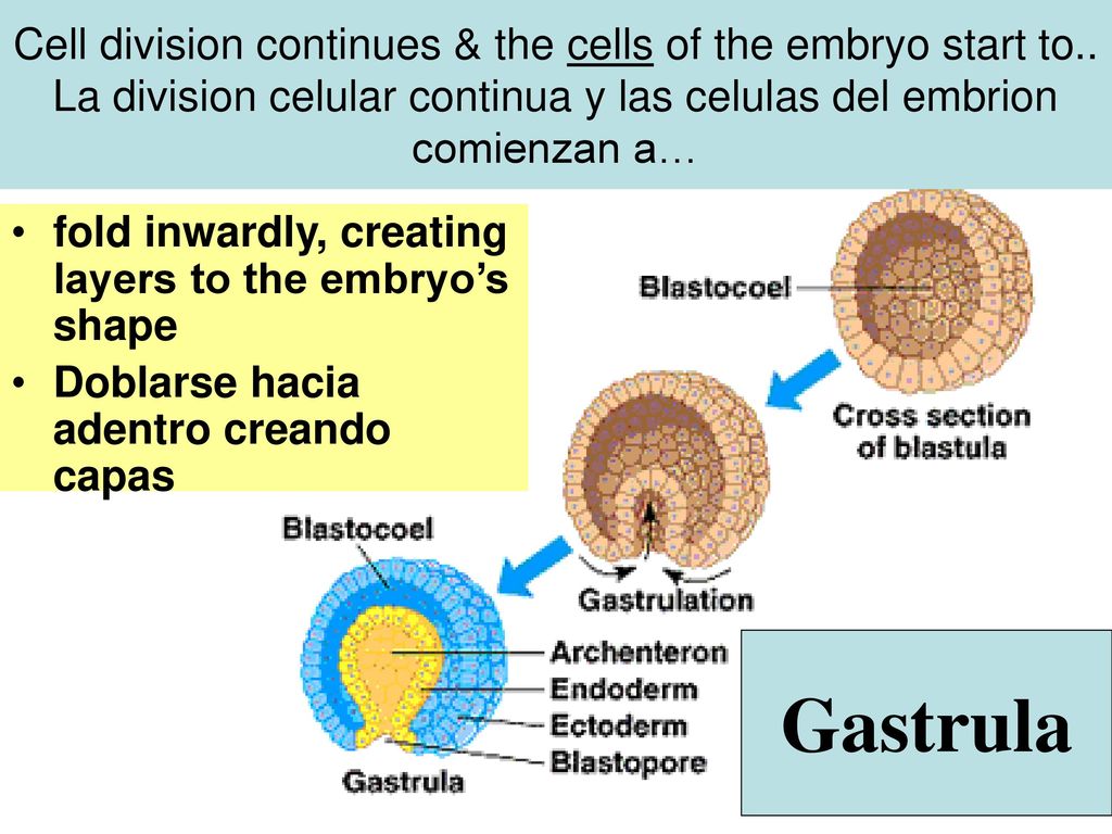Cell division continues & the cells of the embryo start to