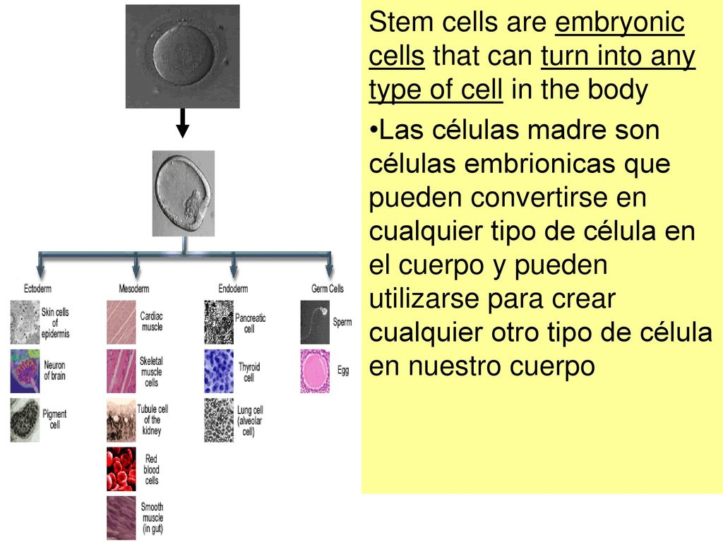 Stem cells are embryonic cells that can turn into any type of cell in the body