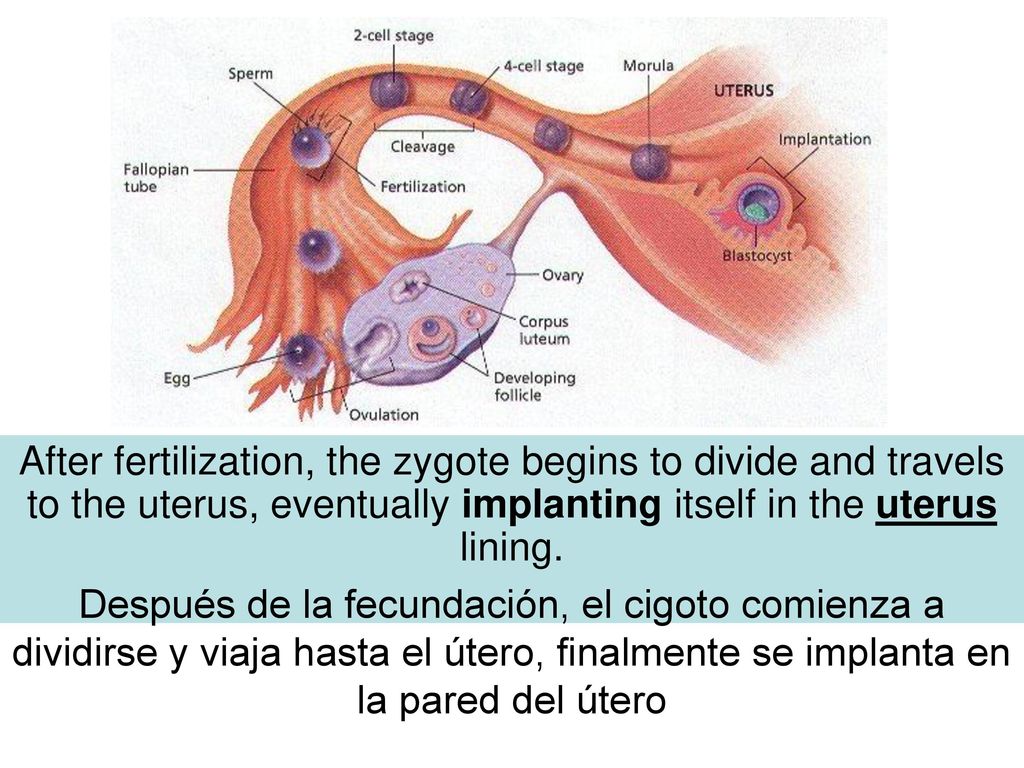 After fertilization, the zygote begins to divide and travels to the uterus, eventually implanting itself in the uterus lining.