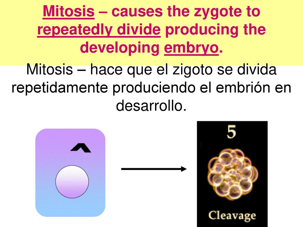 Mitosis – causes the zygote to repeatedly divide producing the developing embryo.