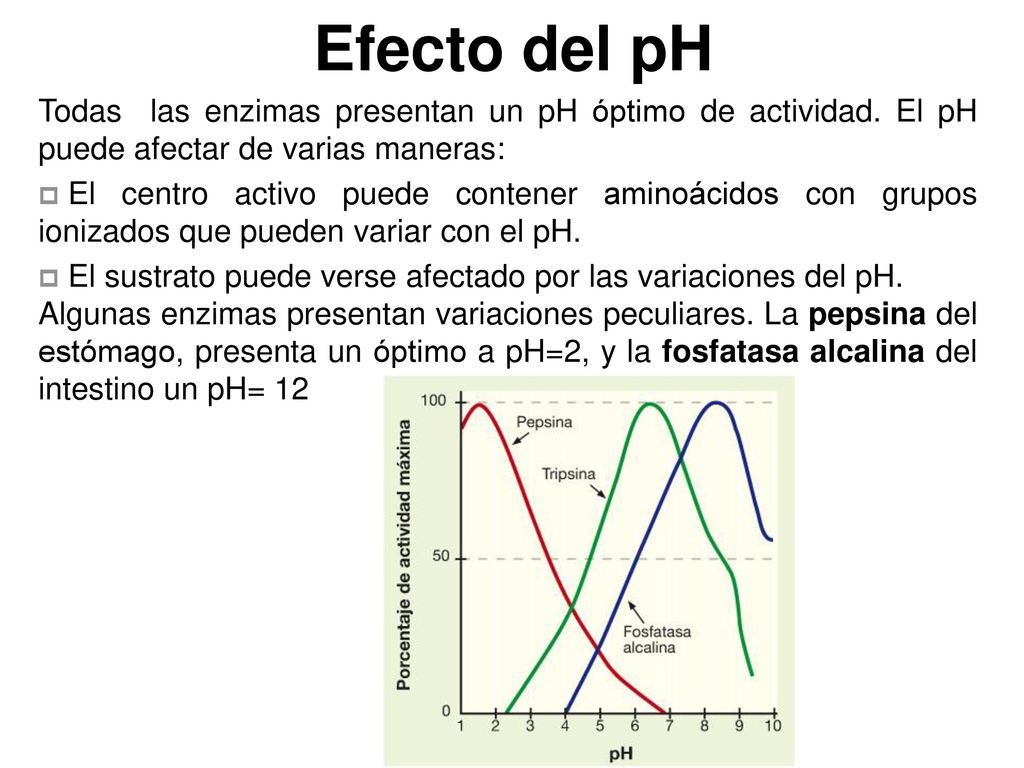 Efecto del pH Todas las enzimas presentan un pH óptimo de actividad. El pH puede afectar de varias maneras: