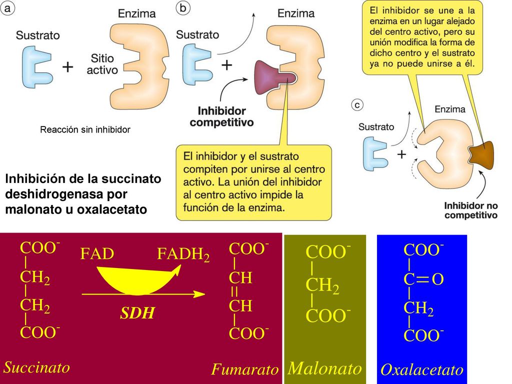 Inhibición de la succinato deshidrogenasa por malonato u oxalacetato