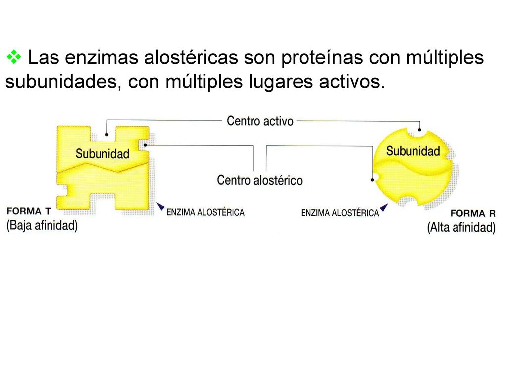 Las enzimas alostéricas son proteínas con múltiples subunidades, con múltiples lugares activos.