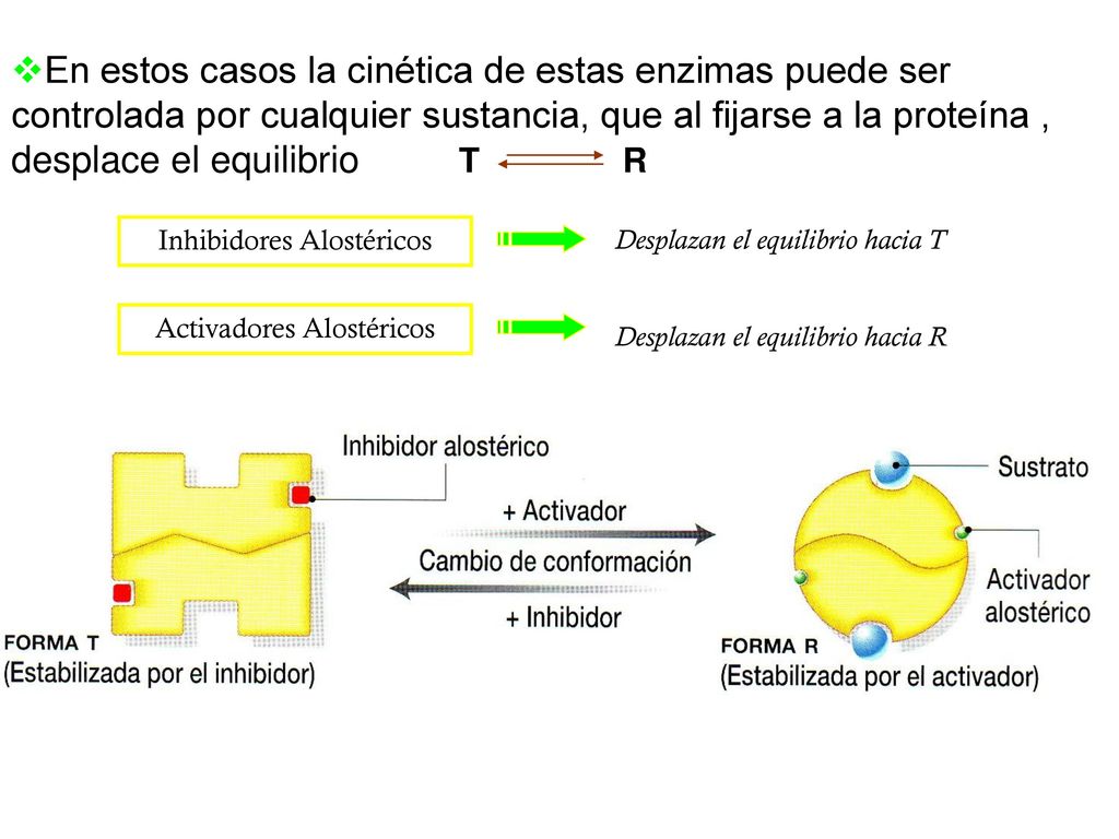 En estos casos la cinética de estas enzimas puede ser controlada por cualquier sustancia, que al fijarse a la proteína , desplace el equilibrio T R