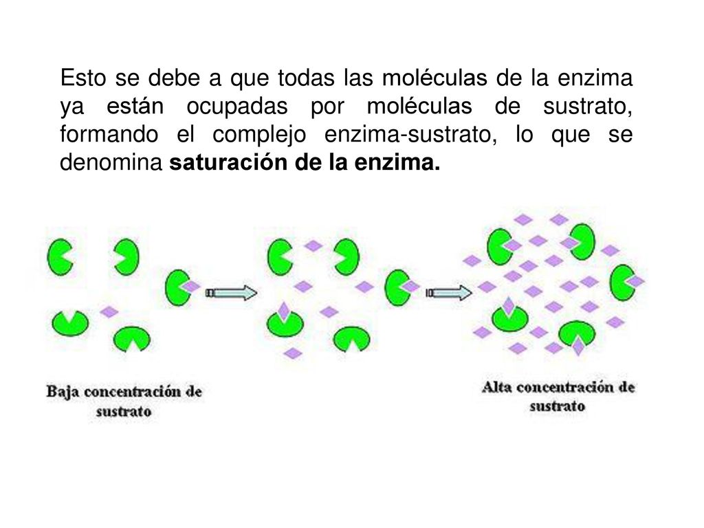 Esto se debe a que todas las moléculas de la enzima ya están ocupadas por moléculas de sustrato, formando el complejo enzima-sustrato, lo que se denomina saturación de la enzima.