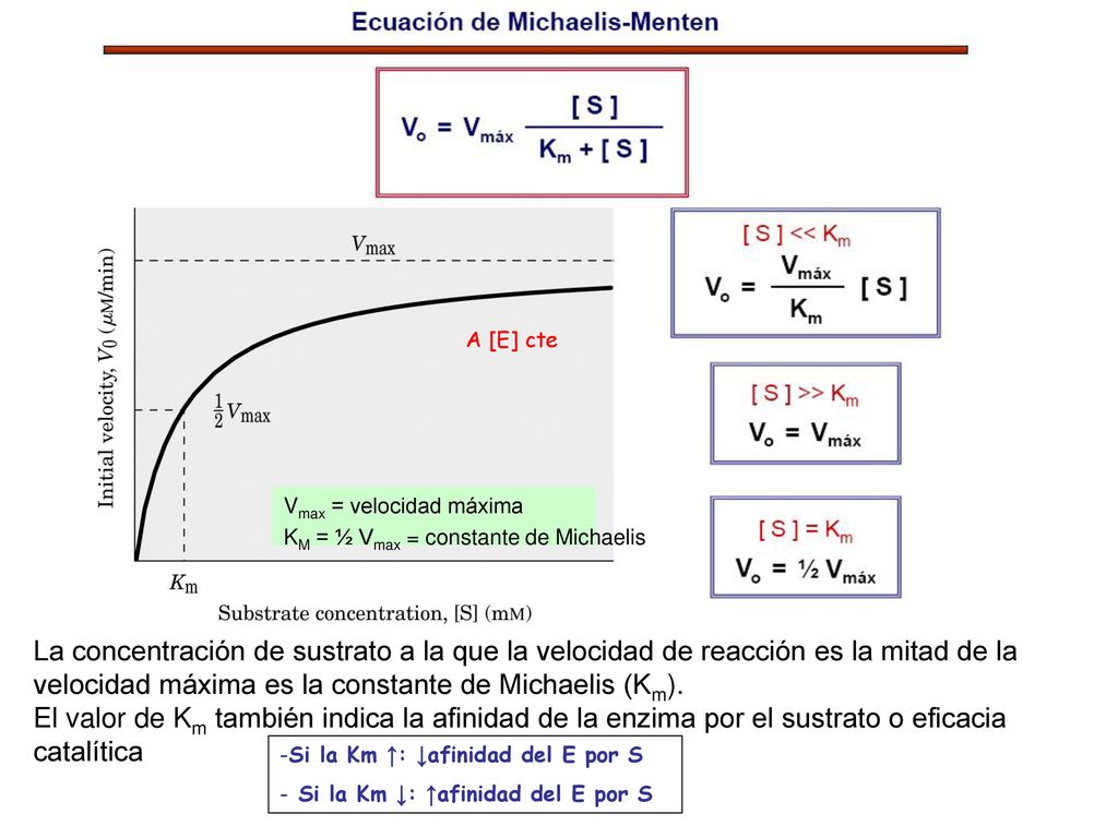 A [E] cte Vmax = velocidad máxima. KM = ½ Vmax = constante de Michaelis.
