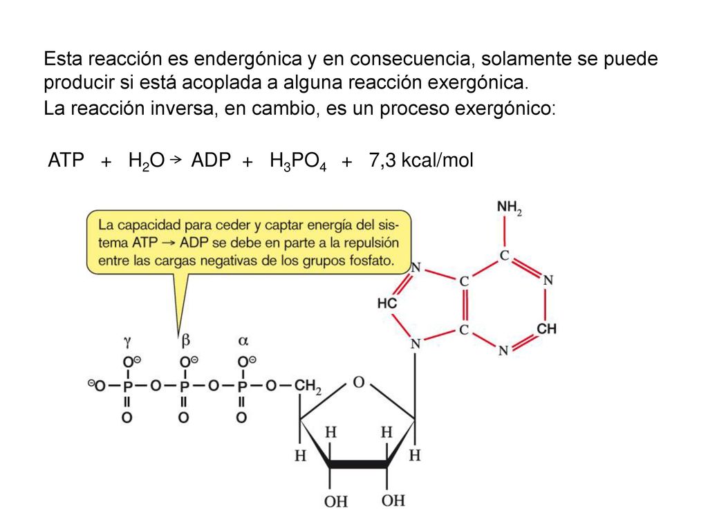 Esta reacción es endergónica y en consecuencia, solamente se puede producir si está acoplada a alguna reacción exergónica.