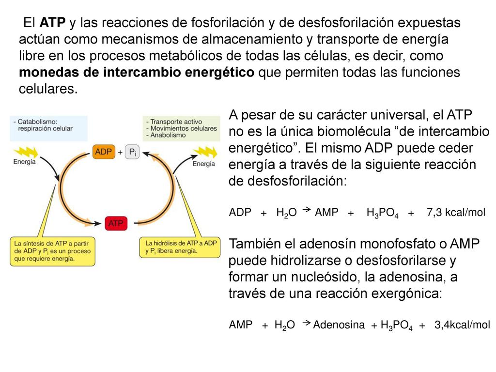 El ATP y las reacciones de fosforilación y de desfosforilación expuestas actúan como mecanismos de almacenamiento y transporte de energía libre en los procesos metabólicos de todas las células, es decir, como monedas de intercambio energético que permiten todas las funciones celulares.