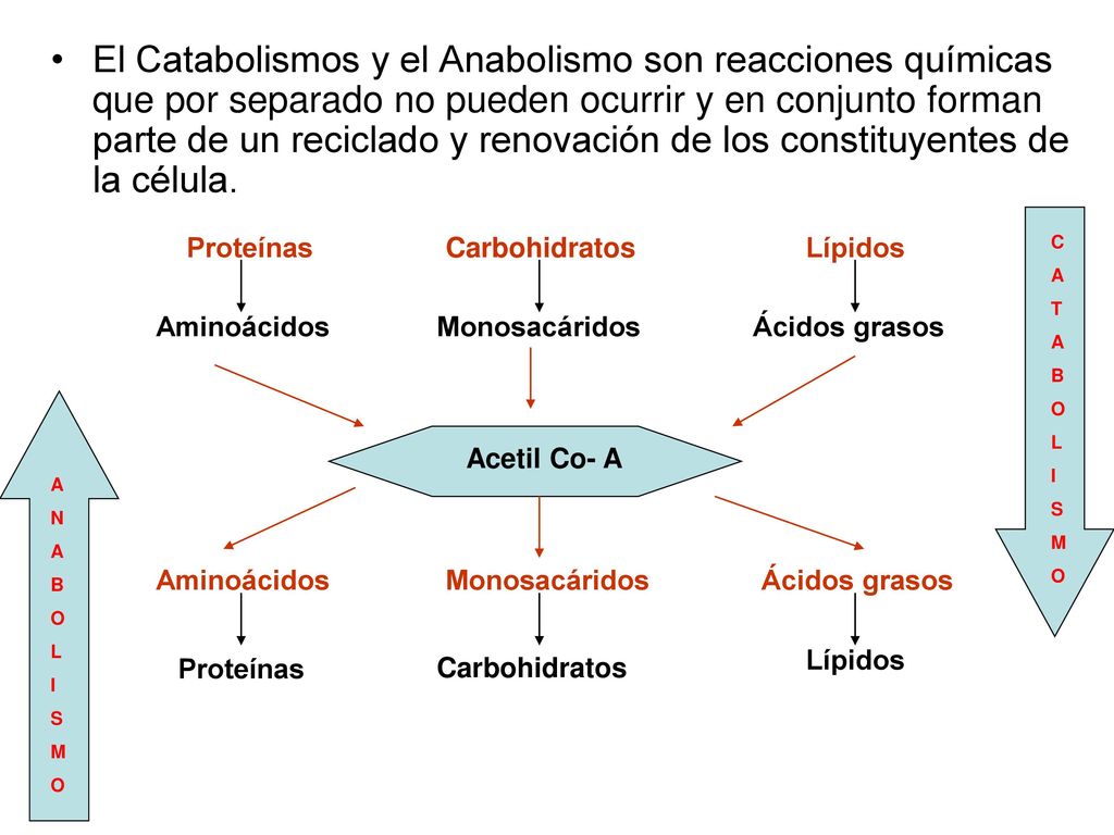 El Catabolismos y el Anabolismo son reacciones químicas que por separado no pueden ocurrir y en conjunto forman parte de un reciclado y renovación de los constituyentes de la célula.