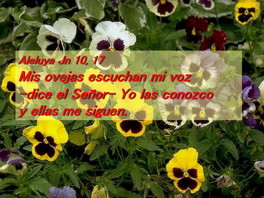 Aleluya Jn 10, 17 Mis ovejas escuchan mi voz -dice el Señor- Yo las conozco
