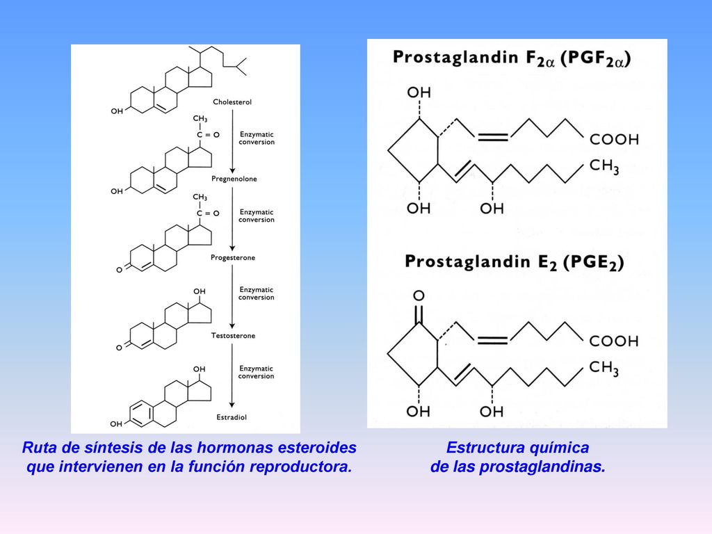 de las prostaglandinas. Ruta de síntesis de las hormonas esteroides
