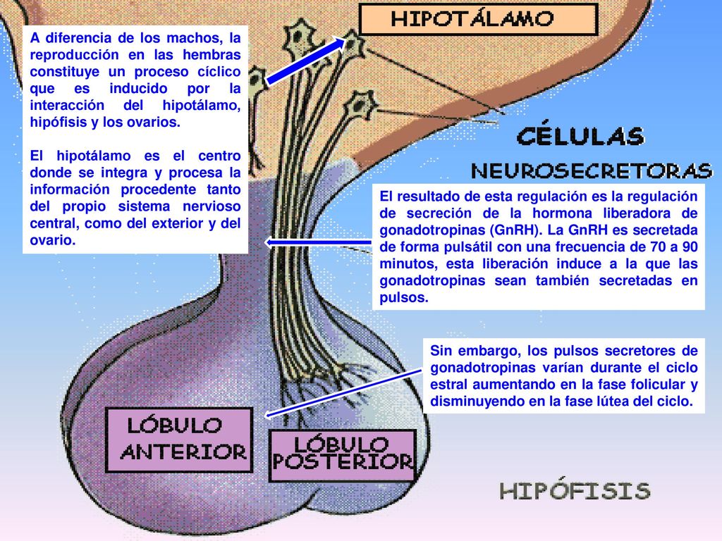 A diferencia de los machos, la reproducción en las hembras constituye un proceso cíclico que es inducido por la interacción del hipotálamo, hipófisis y los ovarios.