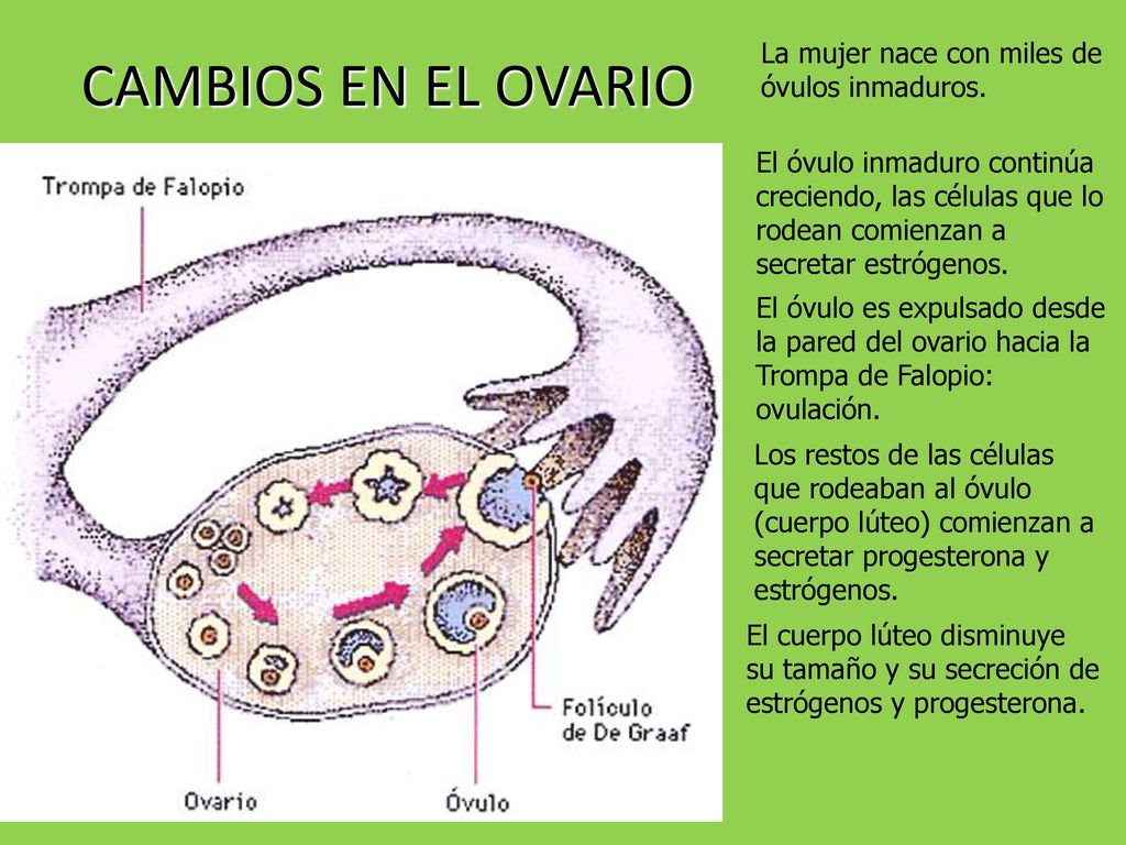 CAMBIOS EN EL OVARIO La mujer nace con miles de óvulos inmaduros.