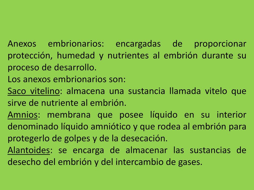 Anexos embrionarios: encargadas de proporcionar protección, humedad y nutrientes al embrión durante su proceso de desarrollo.