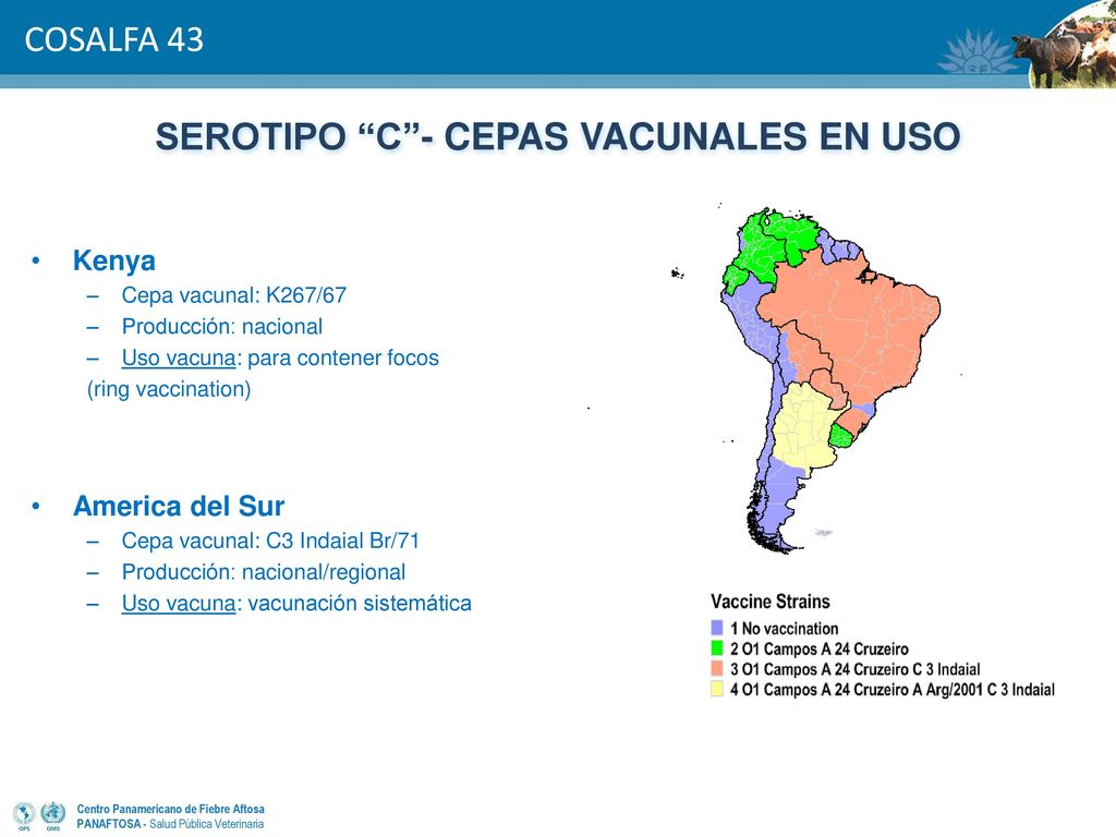 SEROTIPO C - CEPAS VACUNALES EN USO