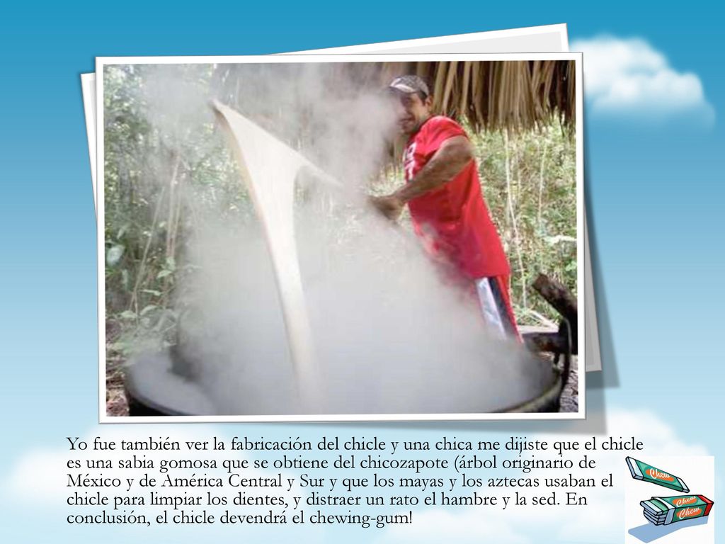 Yo fue también ver la fabricación del chicle y una chica me dijiste que el chicle es una sabia gomosa que se obtiene del chicozapote (árbol originario de México y de América Central y Sur y que los mayas y los aztecas usaban el chicle para limpiar los dientes, y distraer un rato el hambre y la sed.