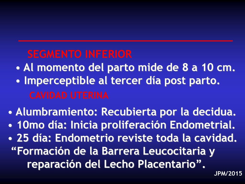 Al momento del parto mide de 8 a 10 cm.