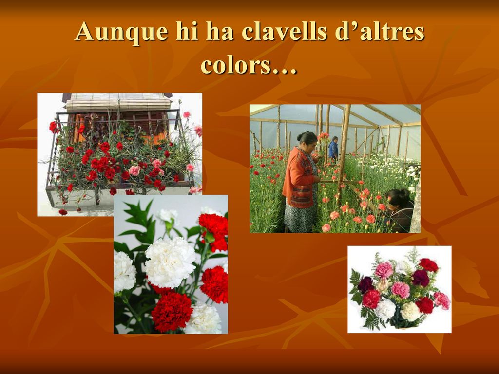 Aunque hi ha clavells d’altres colors…