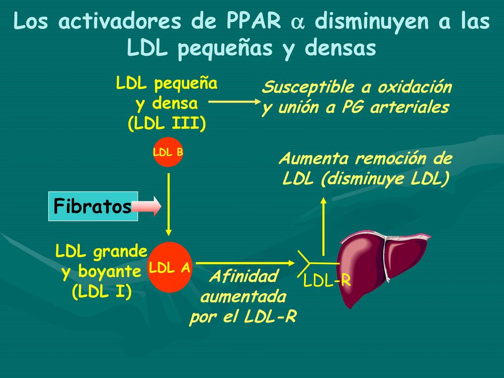 Los activadores de PPAR  disminuyen a las LDL pequeñas y densas