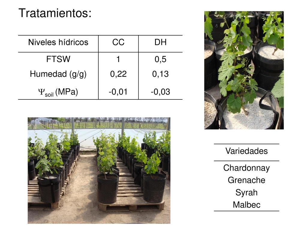 Tratamientos: Niveles hídricos CC DH FTSW 1 0,5 Humedad (g/g) 0,22