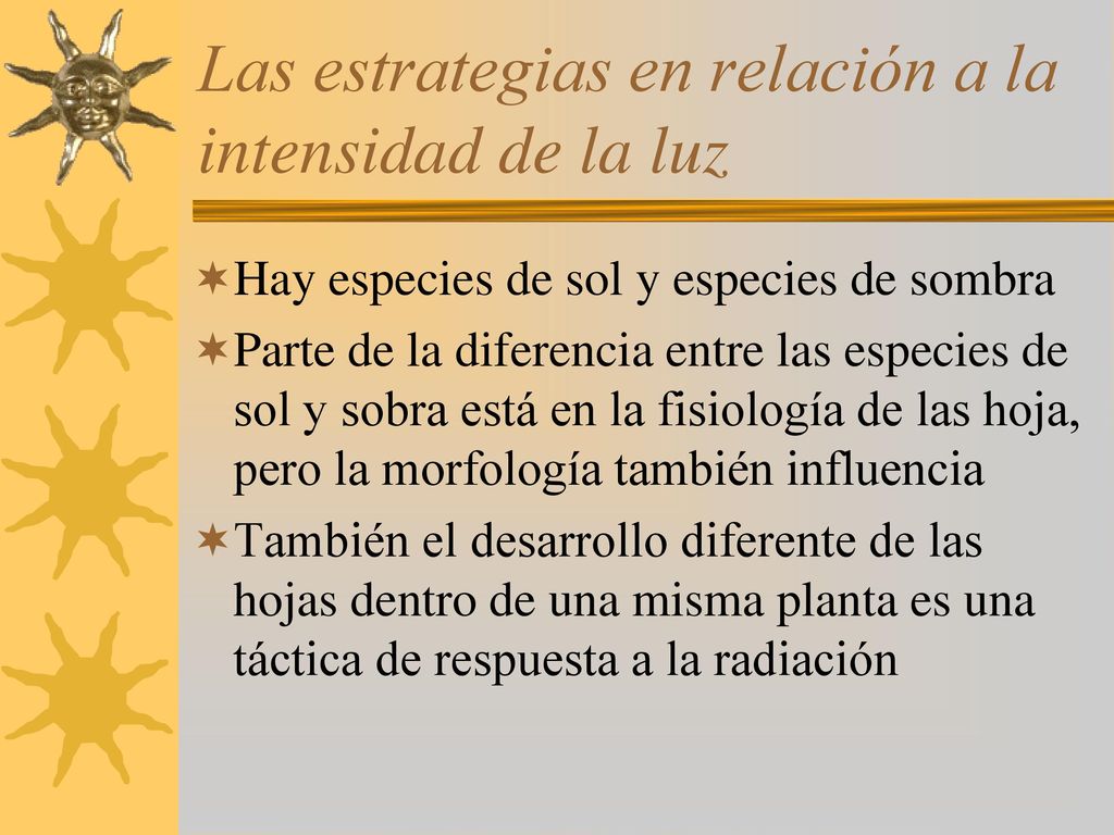 Las estrategias en relación a la intensidad de la luz