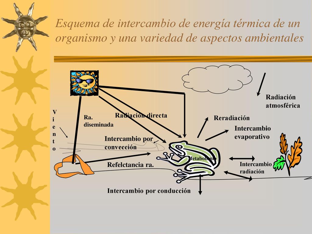 Esquema de intercambio de energía térmica de un organismo y una variedad de aspectos ambientales